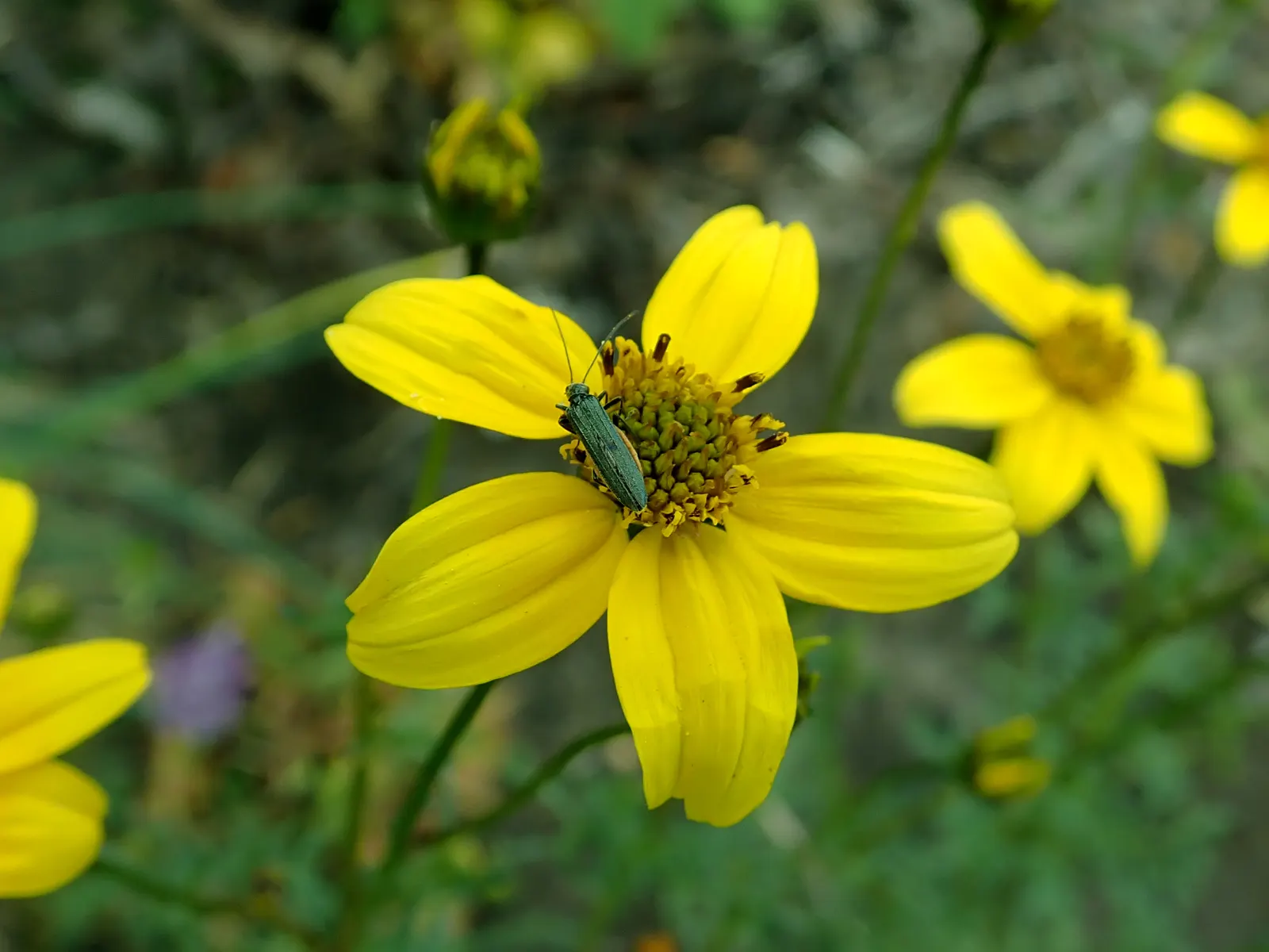 Fern-leaved Beggarticks (Bidens Ferulifolia) — scientifically known as Bidens ferulifolia; but deadheading spent flowers can promote further blooming and
