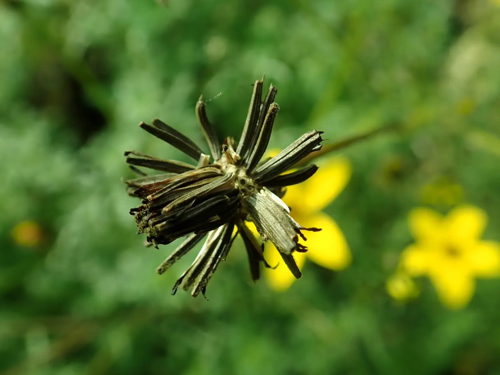 Fern-leaved Beggarticks (Bidens Ferulifolia) — This perennial native to North America is drought-tolerant; thriving in USDA hardiness zones 2 through 11