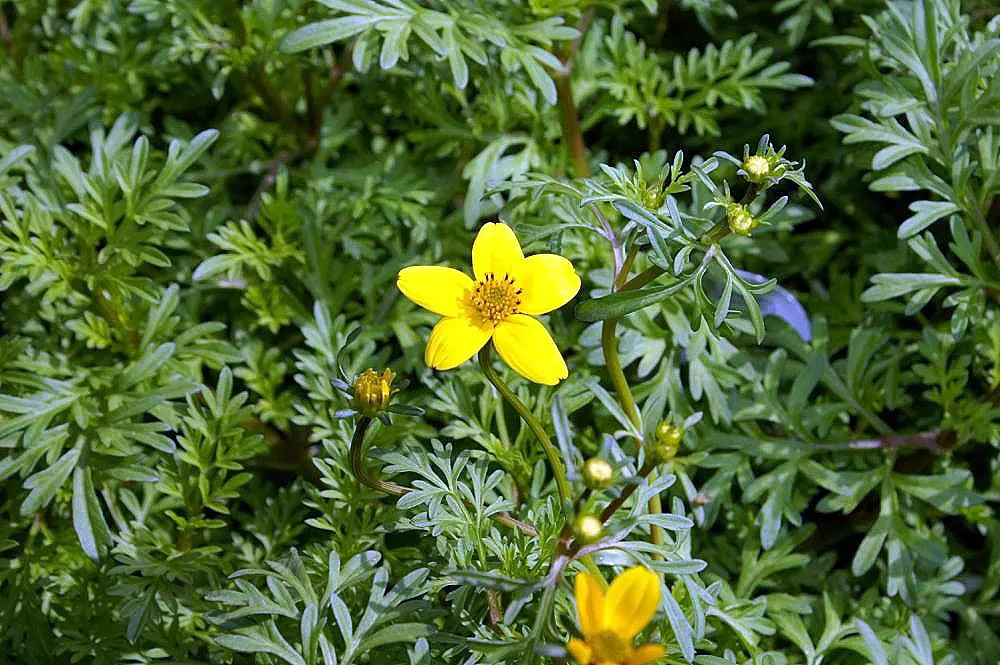 Fern-leaved Beggarticks (Bidens Ferulifolia) — perennial for full