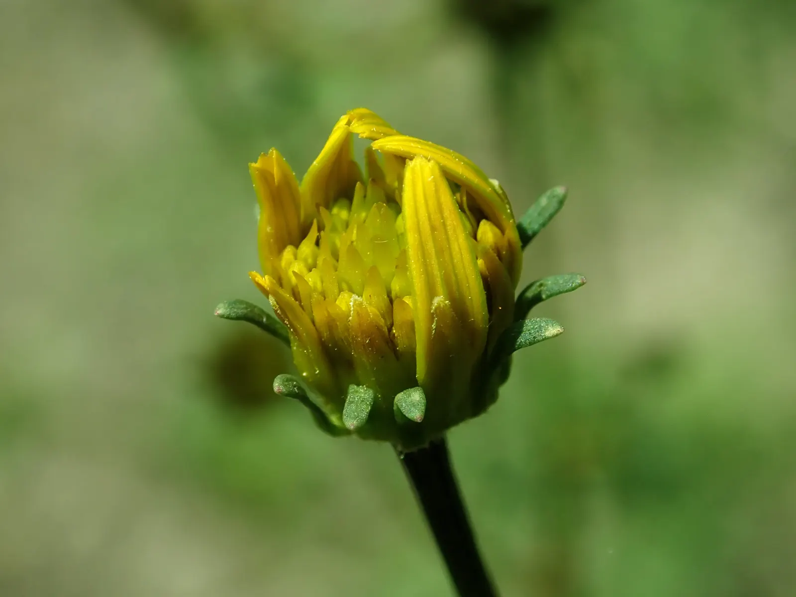 Fern-leaved Beggarticks (Bidens Ferulifolia) — perennial for full; given its compact size and resilience to pests and diseases