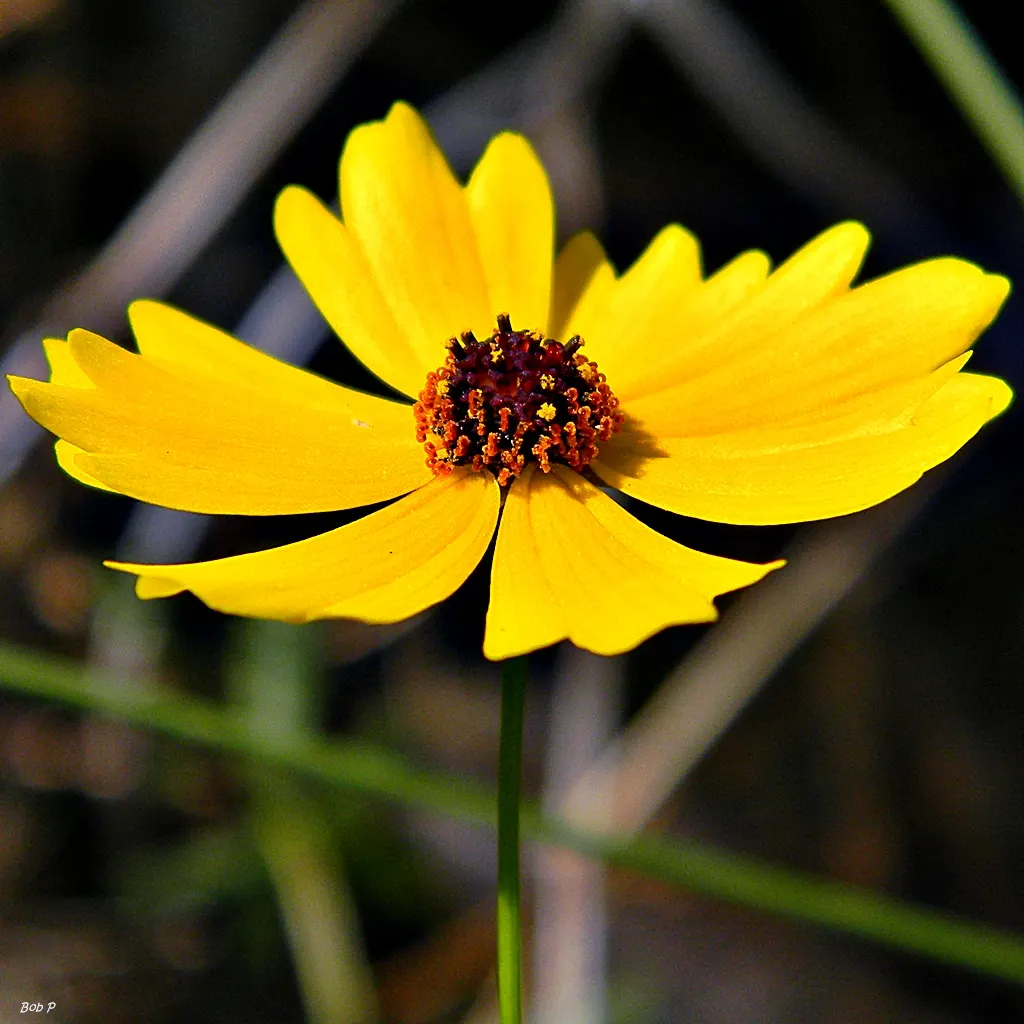 Fern-leaved Beggarticks (Bidens Ferulifolia) — the Tickseed blooms profusely from early summer through to fall; this low-maintenance plant attracts butterflies