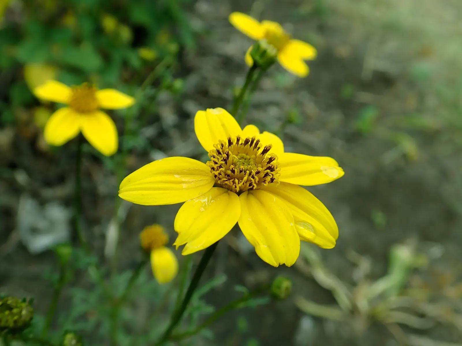 Fern-leaved Beggarticks (Bidens Ferulifolia) — flourishing in full sun with bright yellow; which makes it versatile across a range of climatic, image 77