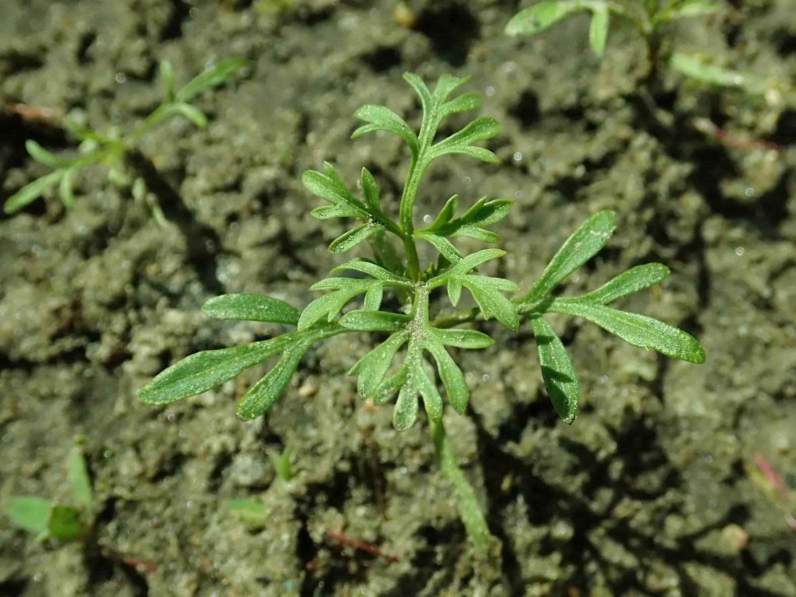 Fern-leaved Beggarticks (Bidens Ferulifolia) — The plant reaches a mature height of about 12 to 18 inches with a spread of 18 to 24 inches; this, image 91