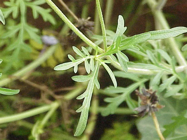 Fern-leaved Beggarticks (Bidens Ferulifolia) — This perennial native to North America is drought-tolerant; thriving in USDA hardiness zones 2, image 59