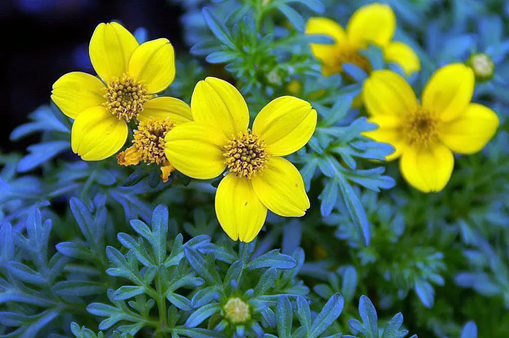 Fern-leaved Beggarticks (Bidens Ferulifolia) — although it can tolerate partial shade