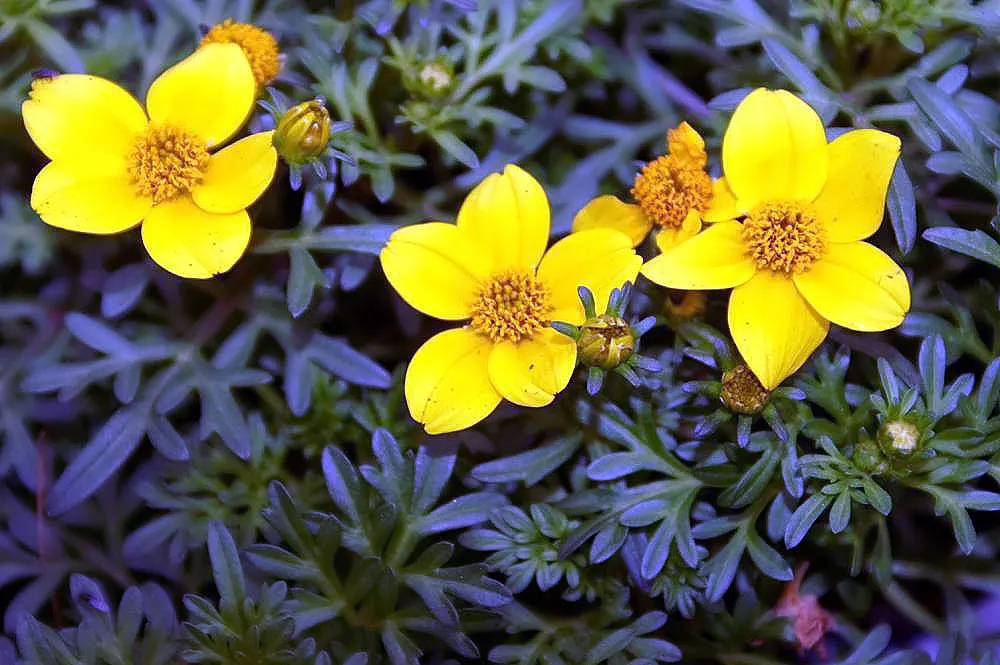 Fern-leaved Beggarticks (Bidens Ferulifolia) — is a valuable addition to any landscape design due to its vibrant floral display and low-maintenance, image 33