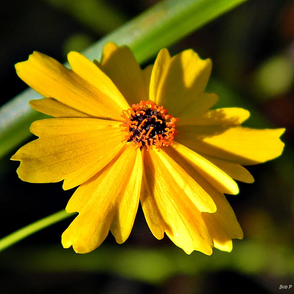 Fern-leaved Beggarticks (Bidens Ferulifolia) — Given its compact size and resilience to pests and diseases; tickseed (Bidens ferulifolia) is a vibrant perennial