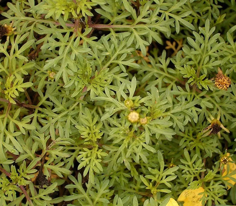 Fern-leaved Beggarticks (Bidens Ferulifolia) — This perennial native to North America is drought-tolerant