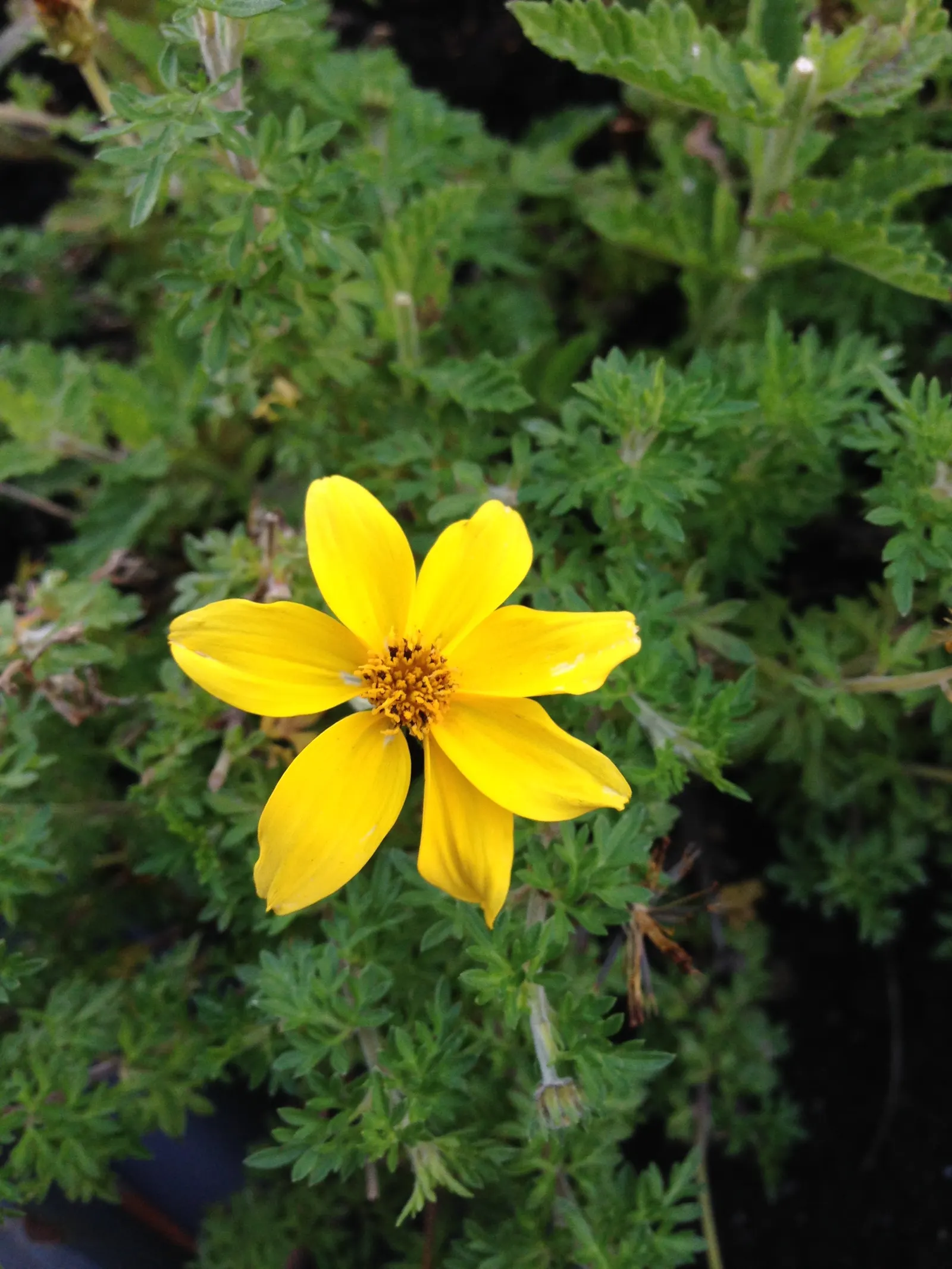 Fern-leaved Beggarticks (Bidens Ferulifolia) — gold flowers in the garden
