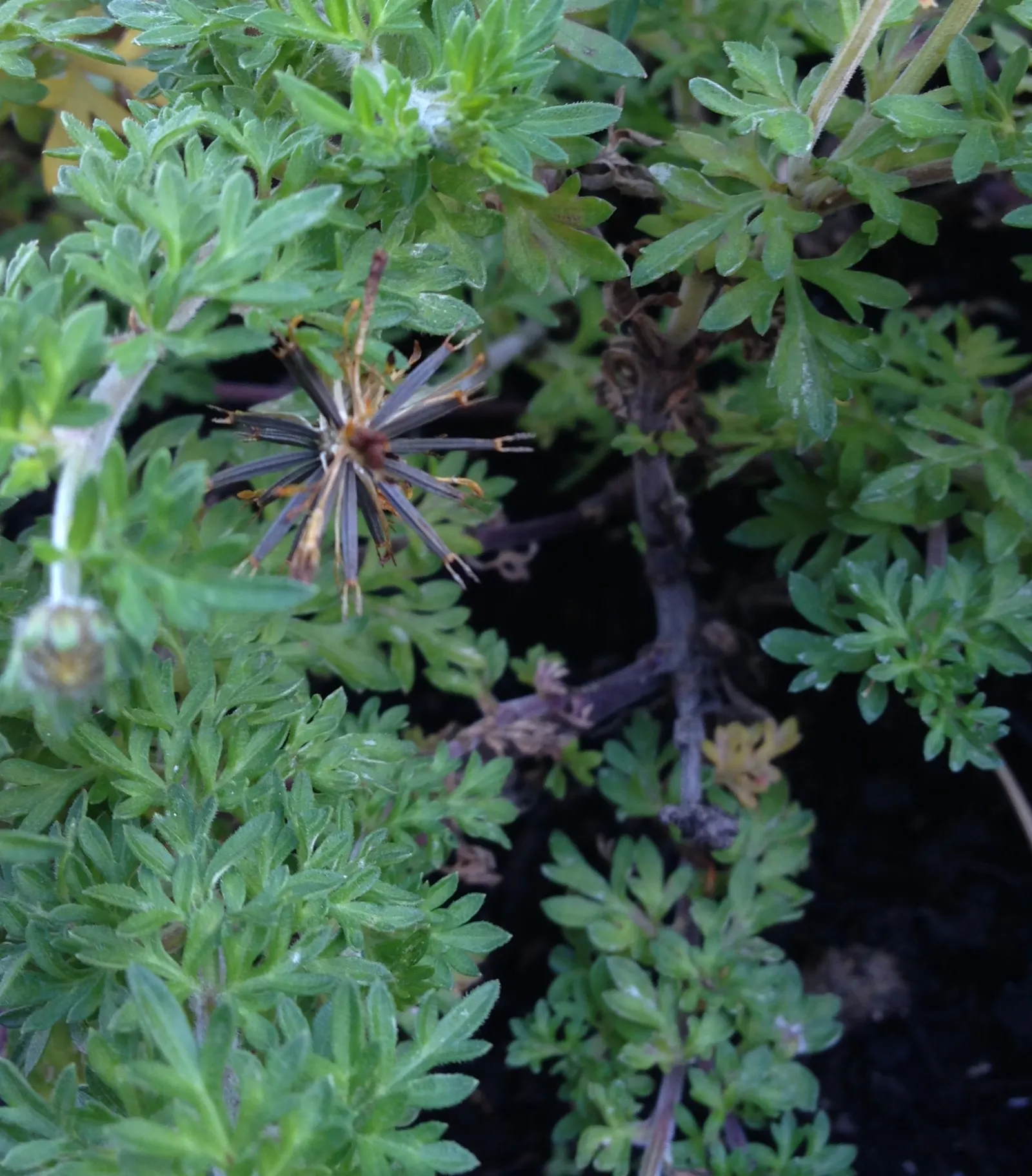 Fern-leaved Beggarticks (Bidens Ferulifolia) — although it can tolerate partial shade; hardy and drought-resistant, it grows to a height of 12-18 inches with a