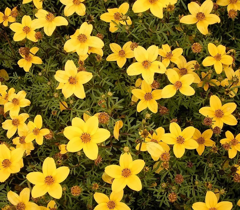 Fern-leaved Beggarticks (Bidens Ferulifolia) — thriving in USDA hardiness zones 2 through 11