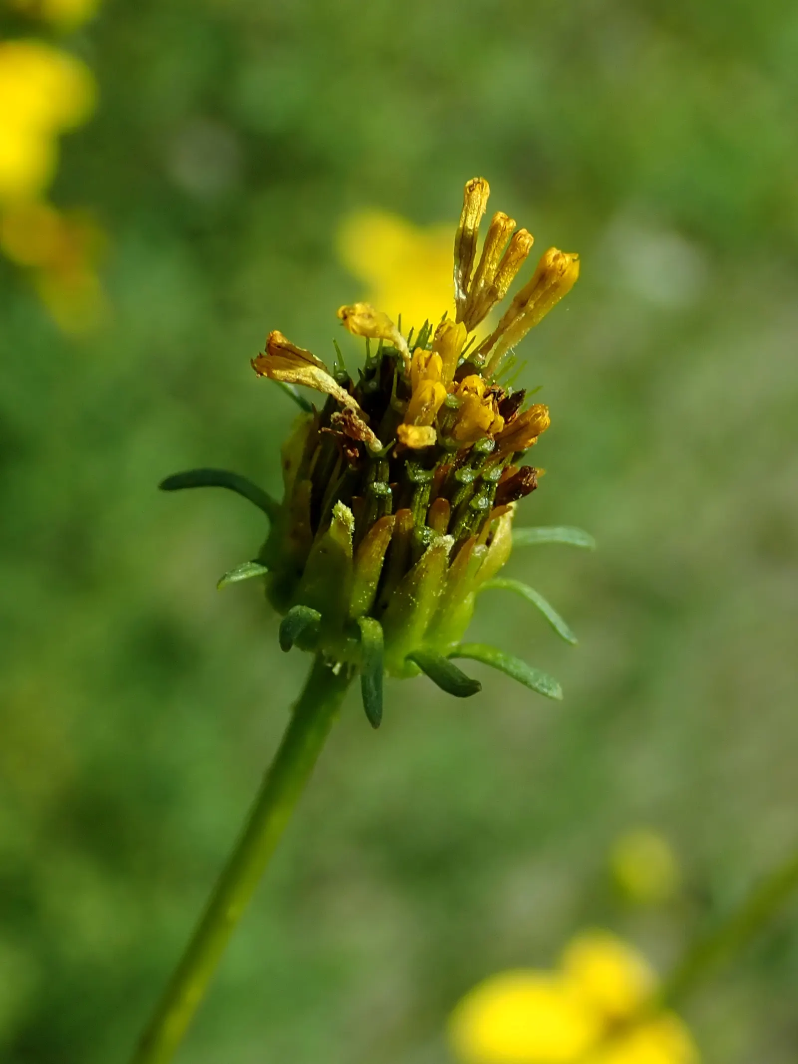 Fern-leaved Beggarticks (Bidens Ferulifolia) — Hardy and drought-resistant, it grows to a height of 12-18 inches with a spread of 18-24 inches; scientifically