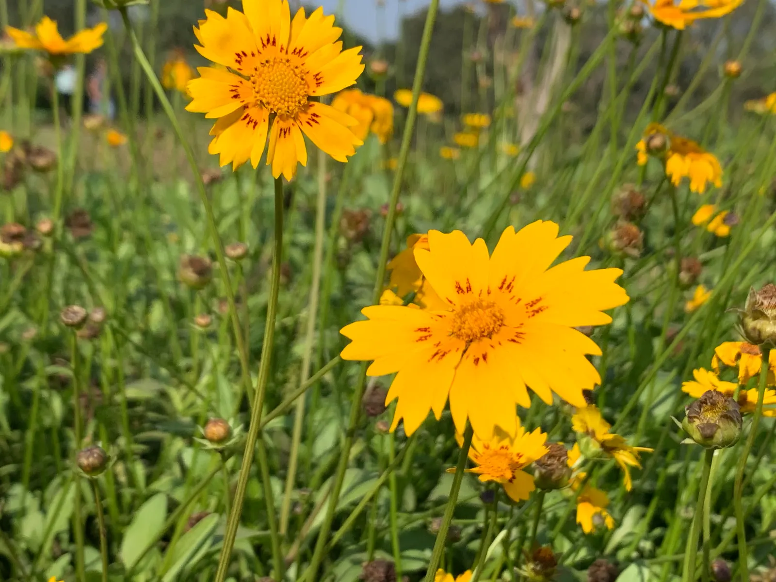 Fern-leaved Beggarticks (Bidens Ferulifolia) — perennial with gold blooms; presenting a cheerful aspect amidst its fine, image 74