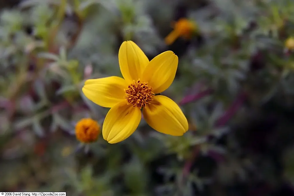 Fern-leaved Beggarticks (Bidens Ferulifolia) — daisy-like flowers spanning 1-2 inches across; <br><br>Tickseed prefers well-drained soil and is, image 78
