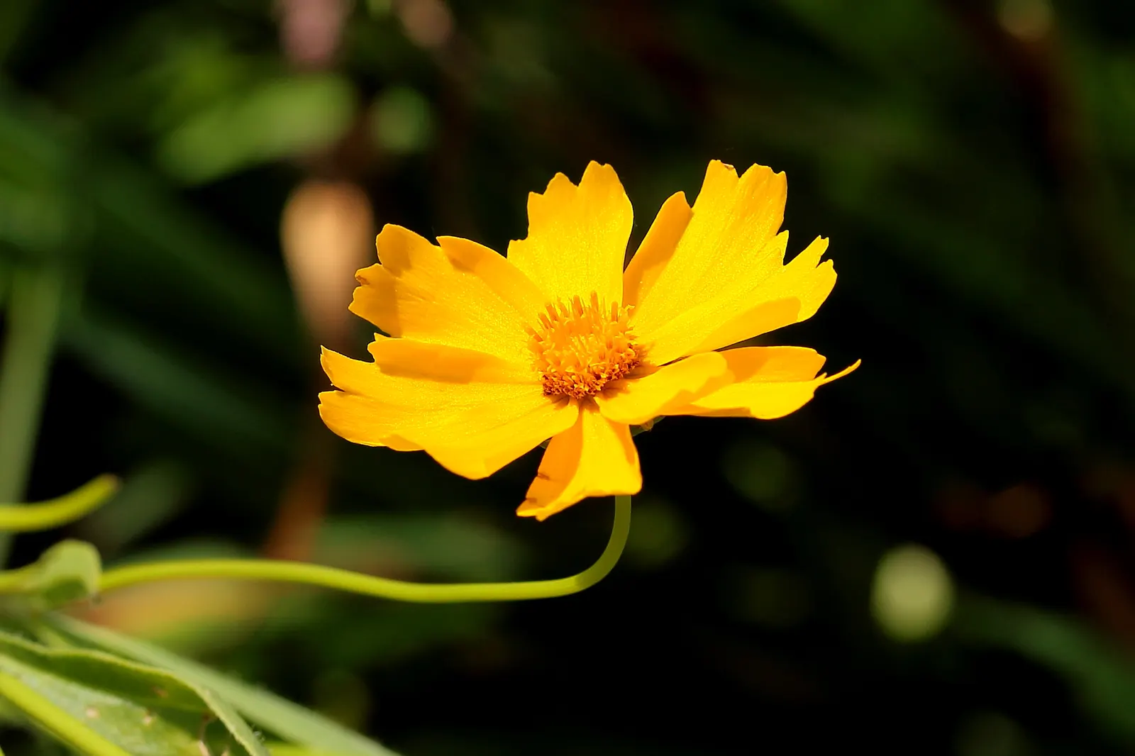 Fern-leaved Beggarticks (Bidens Ferulifolia) — scientifically known as Bidens ferulifolia