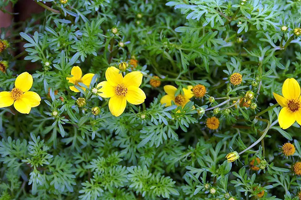 Fern-leaved Beggarticks (Bidens Ferulifolia) — mounded habit that is excellent for filling gaps in garden beds or adding texture to borders; the, image 92