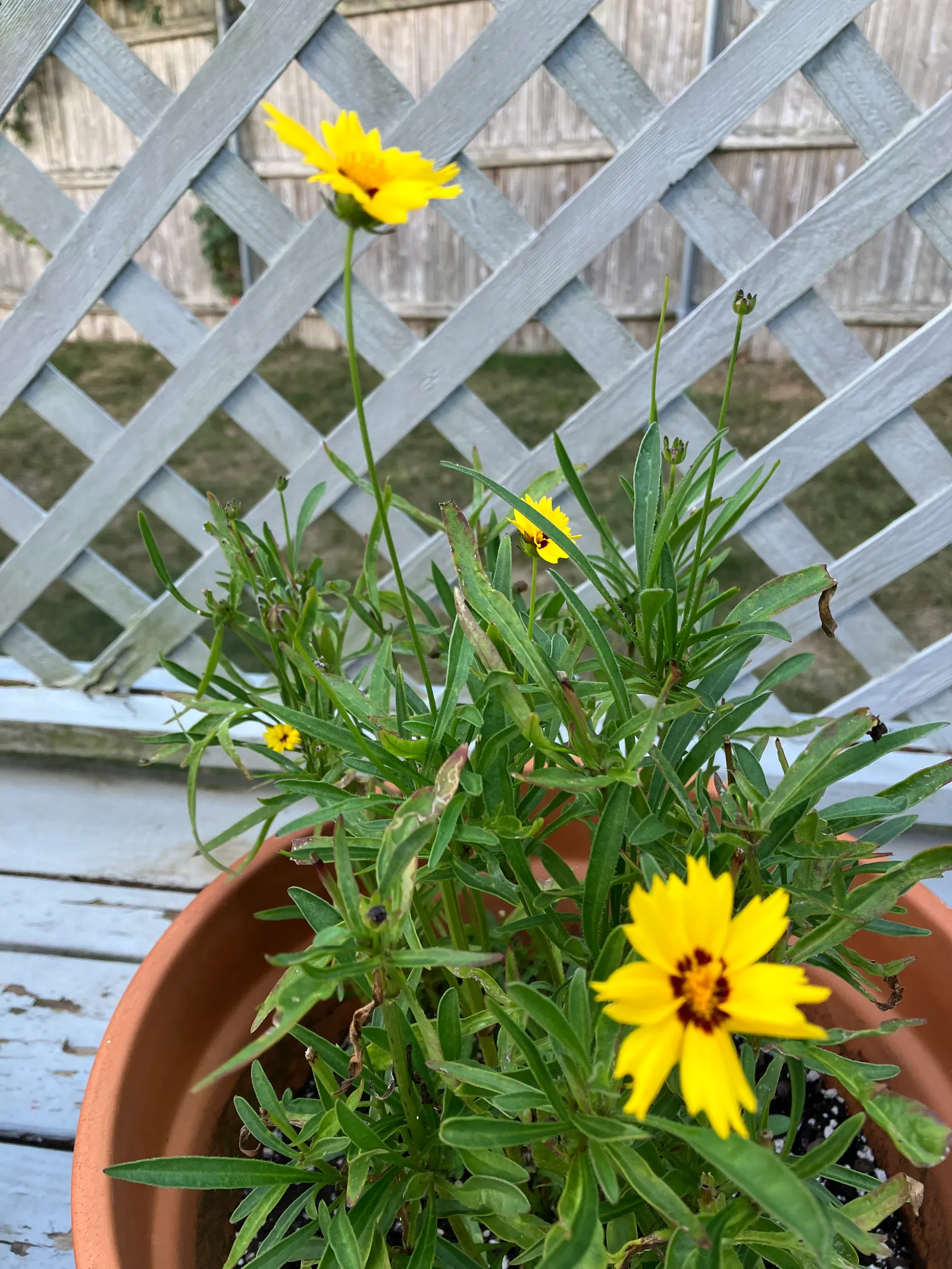 Fern-leaved Beggarticks (Bidens Ferulifolia) — perennial for full; given its compact size and resilience to pests and diseases, image 100
