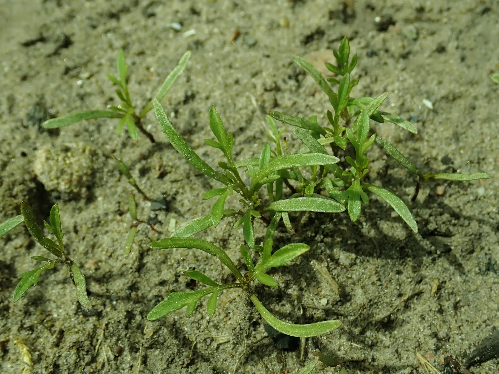 Fern-leaved Beggarticks (Bidens Ferulifolia) — offering a prolonged period of visual interest