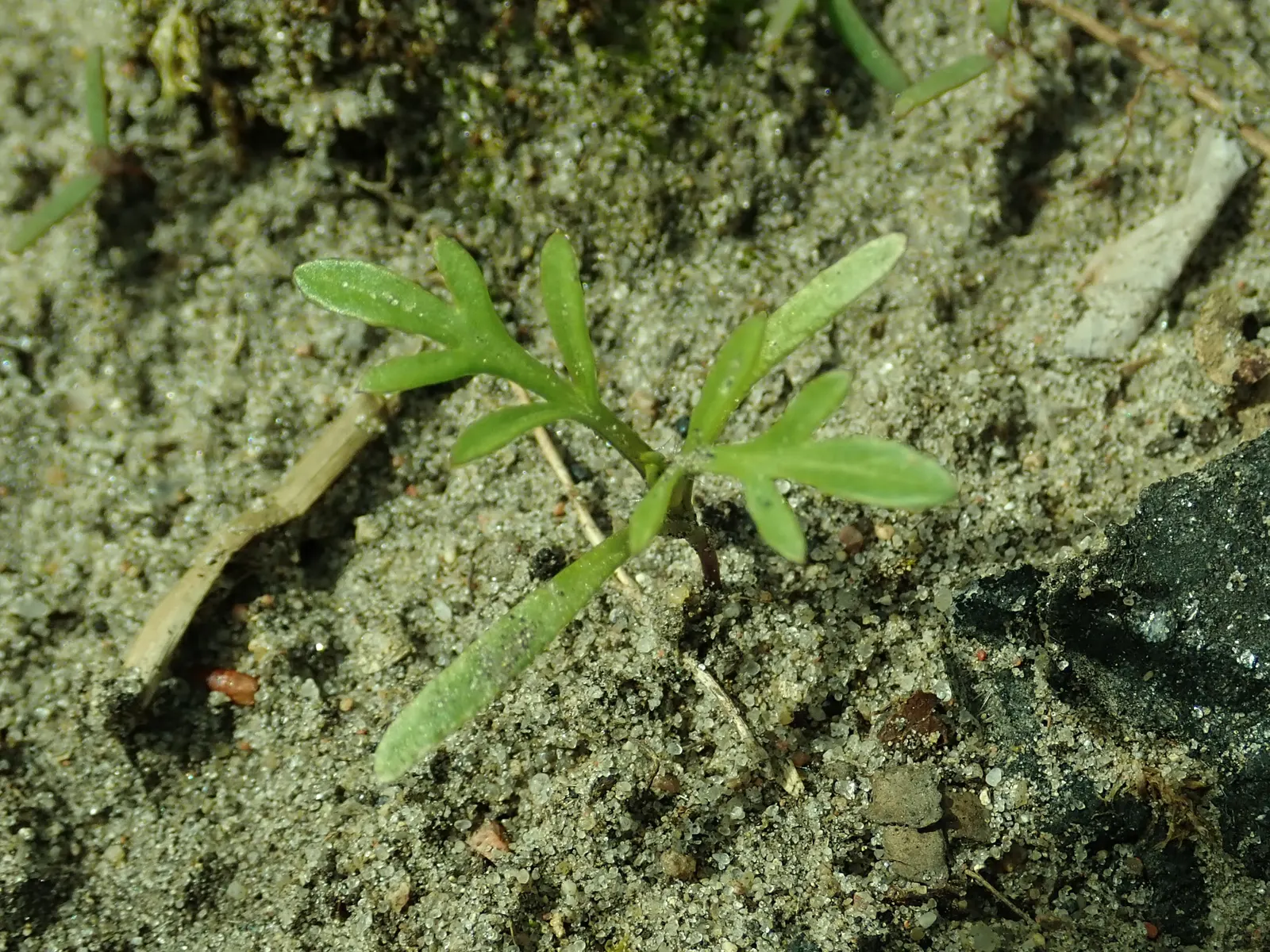 Fern-leaved Beggarticks (Bidens Ferulifolia) — <br><br>Tickseed prefers well-drained soil and is best situated in full sun to ensure optimal flowering; gold