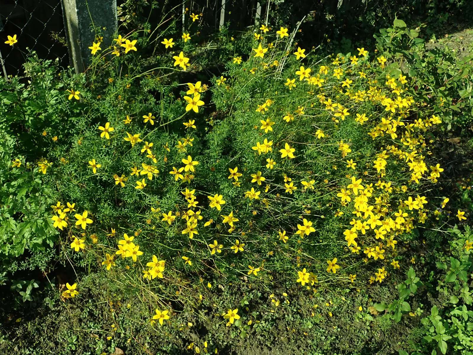 Fern-leaved Beggarticks (Bidens Ferulifolia) — Hardy and drought-resistant, it grows to a height of 12-18 inches with a spread of 18-24 inches, image 105