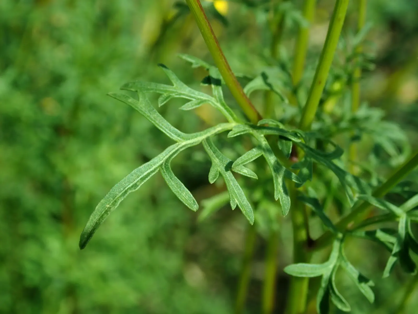 Fern-leaved Beggarticks (Bidens Ferulifolia) — Tickseed (Bidens ferulifolia) is a vibrant perennial; its finely divided, fern-like foliage adds delicate