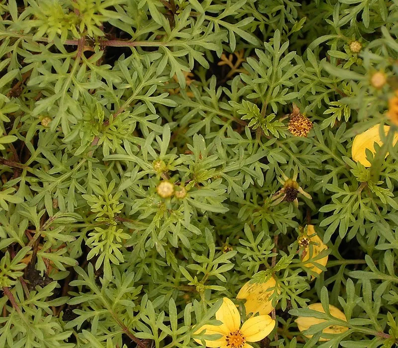 Fern-leaved Beggarticks (Bidens Ferulifolia) — Given its compact size and resilience to pests and diseases; tickseed (Bidens ferulifolia) is a, image 72