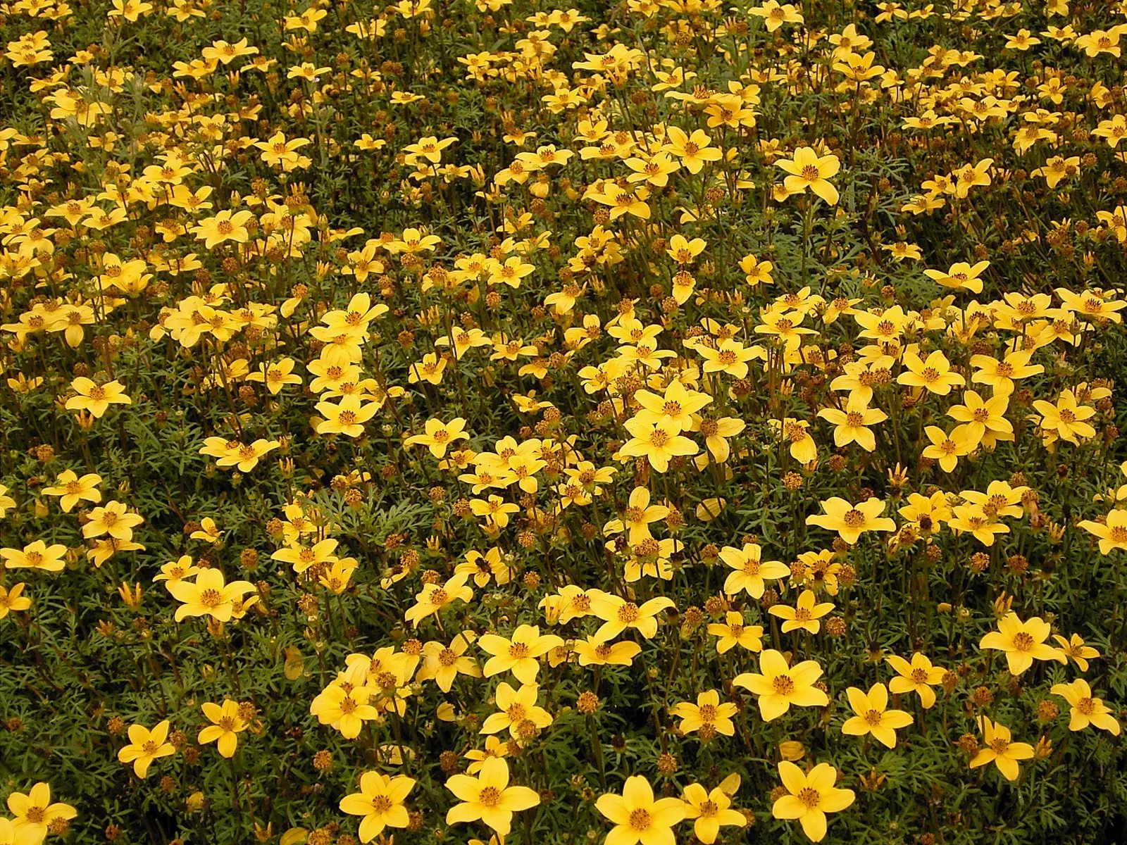 Fern-leaved Beggarticks (Bidens Ferulifolia) — Minimal upkeep is required; the Tickseed blooms profusely from early summer through to fall