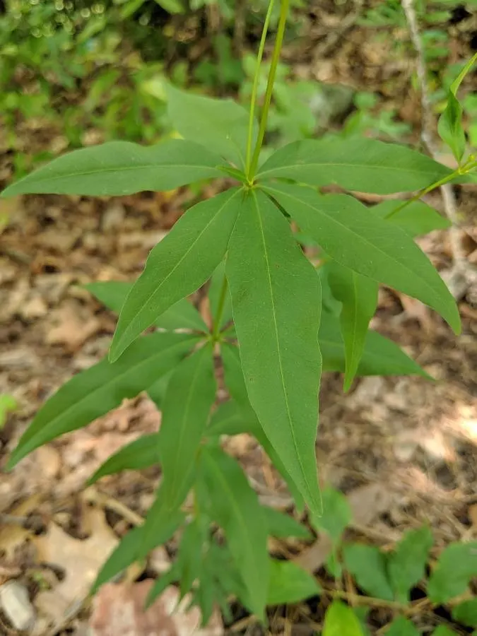 Fern-leaved Beggarticks (Bidens Ferulifolia) — presenting a cheerful aspect amidst its fine; flourishing in full sun with bright yellow, image 90