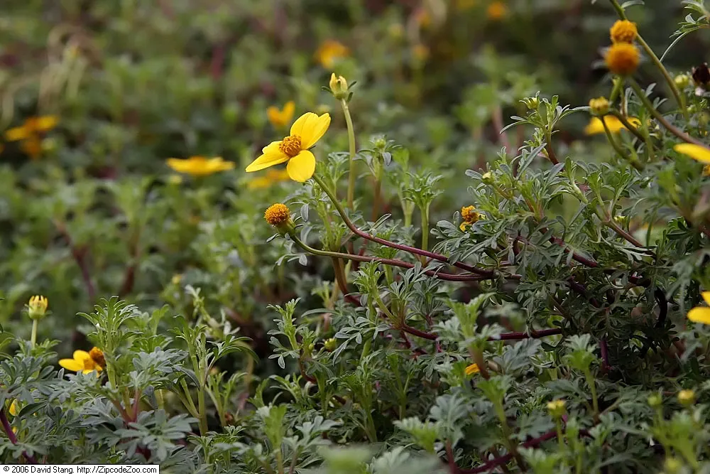 Fern-leaved Beggarticks (Bidens Ferulifolia) — although it can tolerate partial shade; hardy and drought-resistant, it grows to a height of 12-18, image 69