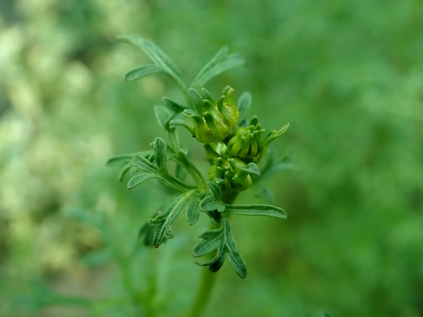 Fern-leaved Beggarticks (Bidens Ferulifolia) — Each flower measures approximately 1 to 1.5 inches across; minimal upkeep is required
