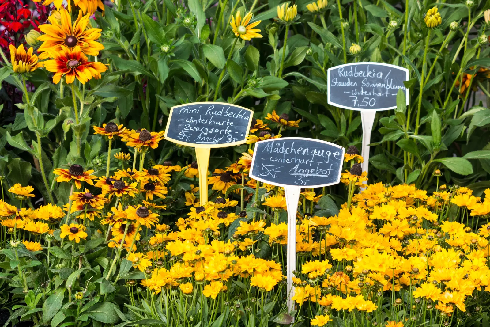 Fern-leaved Beggarticks (Bidens Ferulifolia) — mounded habit that is excellent for filling gaps in garden beds or adding texture to borders