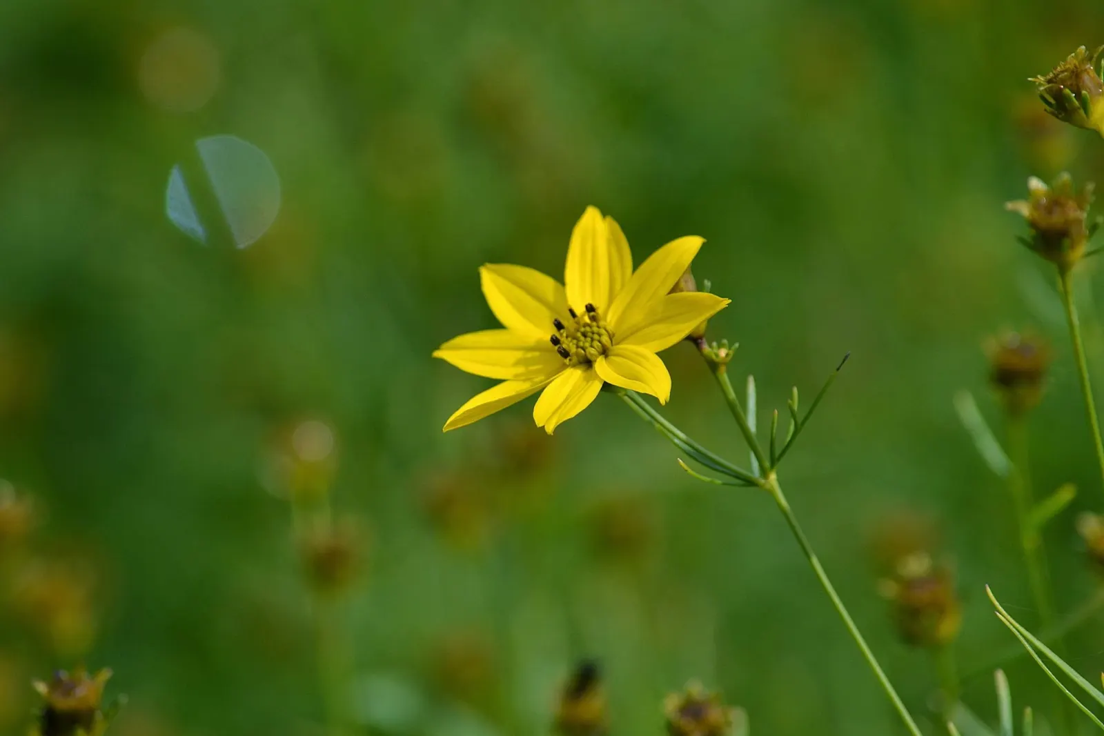 Fern-leaved Beggarticks (Bidens Ferulifolia) — This low-maintenance plant attracts butterflies and is ideal for adding color to rock gardens and, image 106