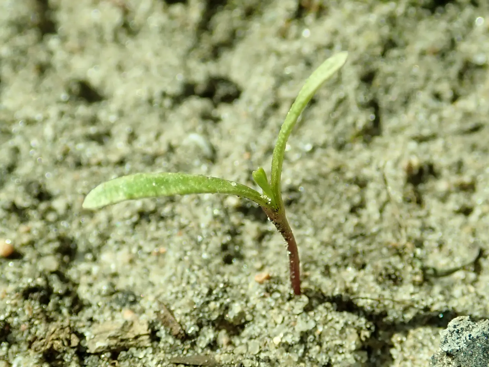 Fern-leaved Beggarticks (Bidens Ferulifolia) — offering a prolonged period of visual interest, image 63