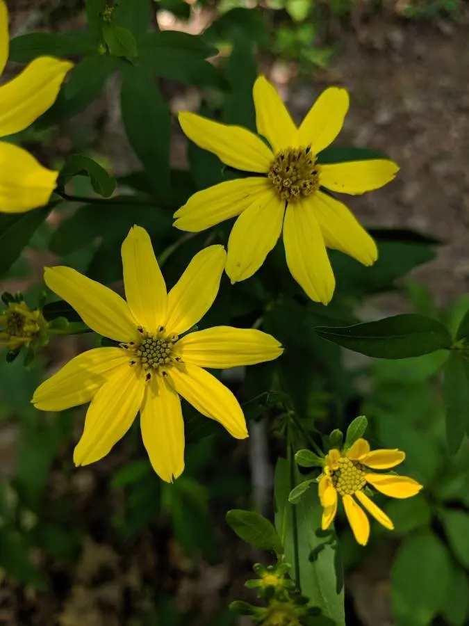 Fern-leaved Beggarticks (Bidens Ferulifolia) — thriving in USDA hardiness zones 2 through 11; mounded habit that is excellent for filling gaps in, image 85