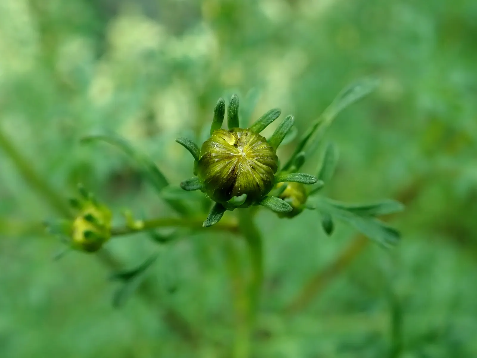 Fern-leaved Beggarticks (Bidens Ferulifolia) — This perennial native to North America is drought-tolerant; thriving in USDA hardiness zones 2, image 84
