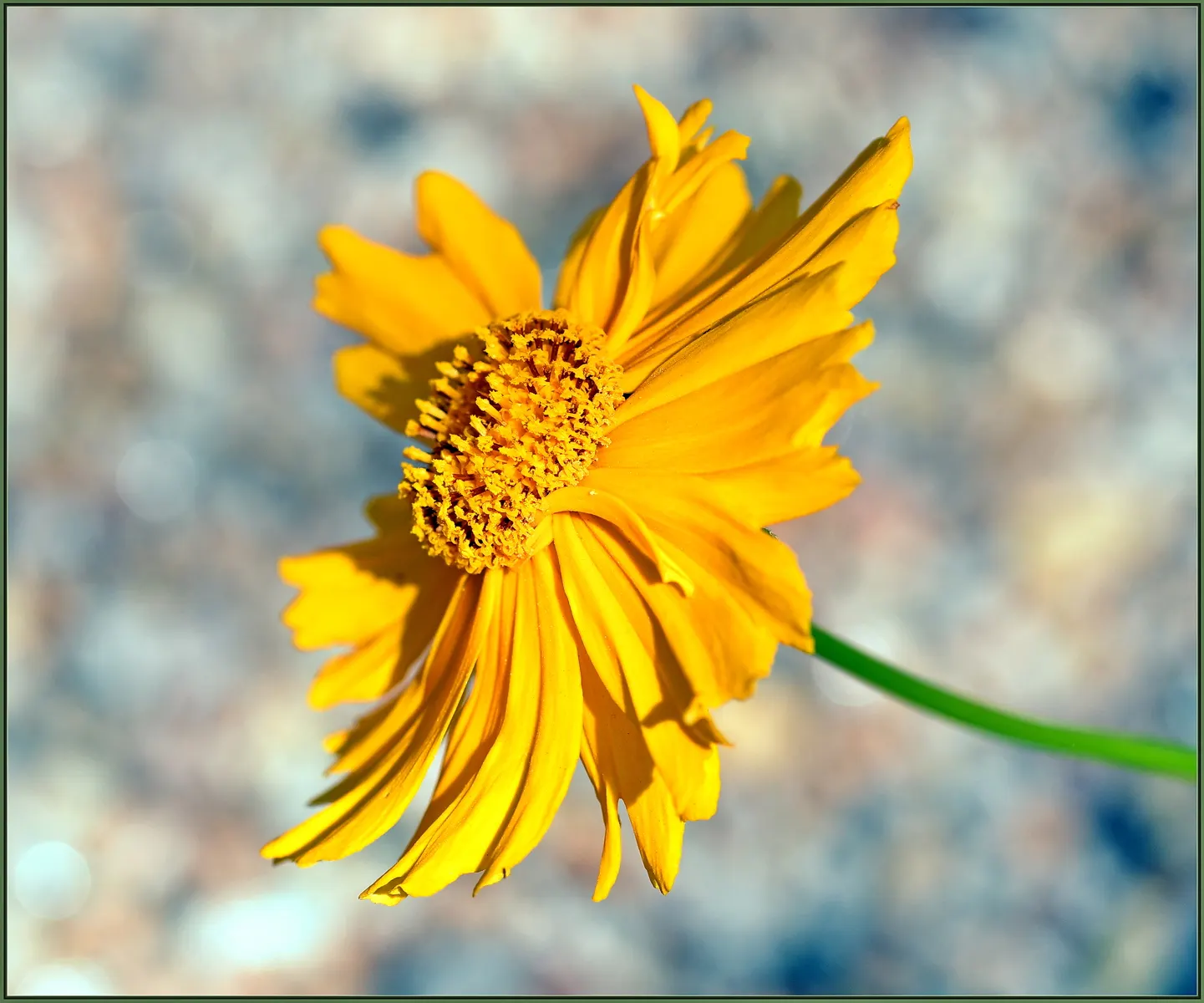 Fern-leaved Beggarticks (Bidens Ferulifolia) — but deadheading spent flowers can promote further blooming and prevent unwanted self-seeding, image 96