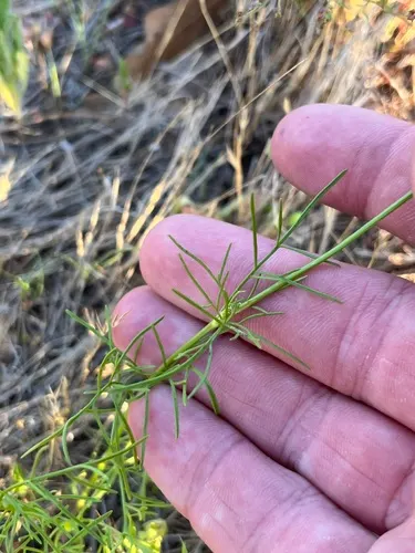 Fern-leaved Beggarticks (Bidens Ferulifolia) — Each flower measures approximately 1 to 1.5 inches across; minimal upkeep is required, image 89