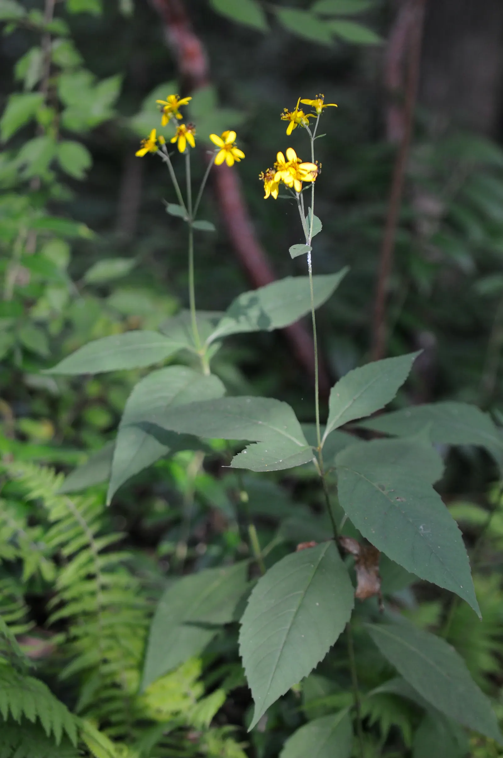 Fern-leaved Beggarticks (Bidens Ferulifolia) — perennial for full; given its compact size and resilience to pests and diseases, image 75