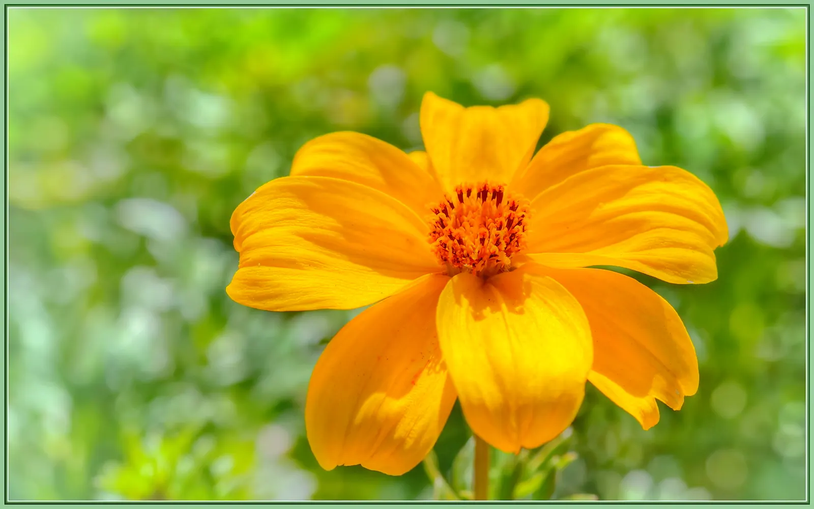 Fern-leaved Beggarticks (Bidens Ferulifolia) — offering a prolonged period of visual interest, image 38