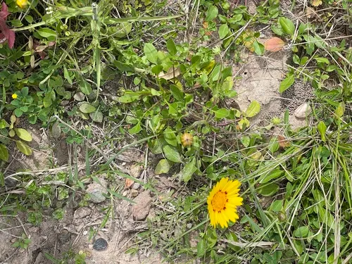 Fern-leaved Beggarticks (Bidens Ferulifolia) — Hardy and drought-resistant, it grows to a height of 12-18 inches with a spread of 18-24 inches