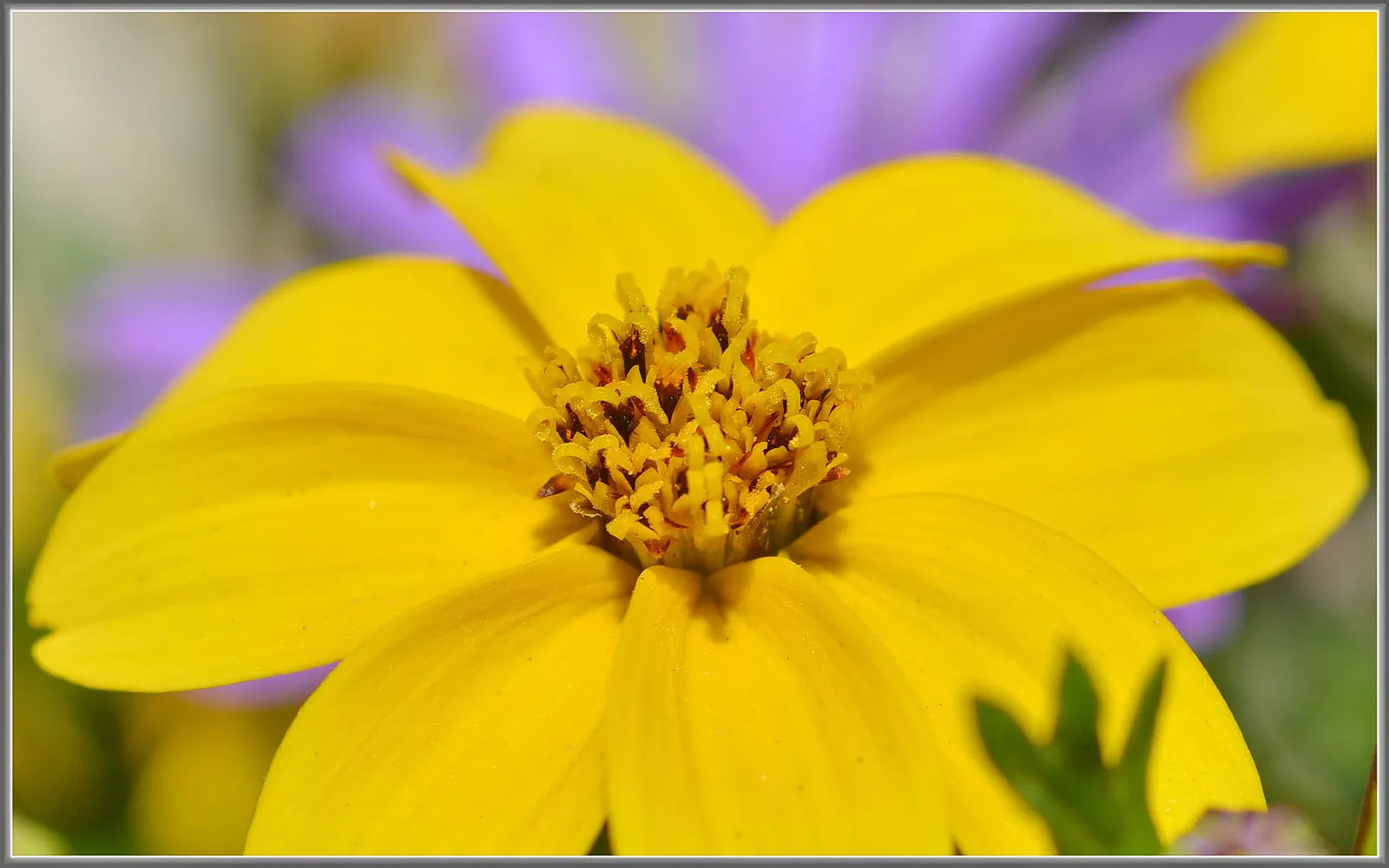 Fern-leaved Beggarticks (Bidens Ferulifolia) — is a valuable addition to any landscape design due to its vibrant floral display and low-maintenance nature