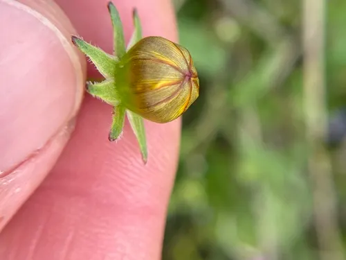 Fern-leaved Beggarticks (Bidens Ferulifolia) — but deadheading spent flowers can promote further blooming and prevent unwanted self-seeding