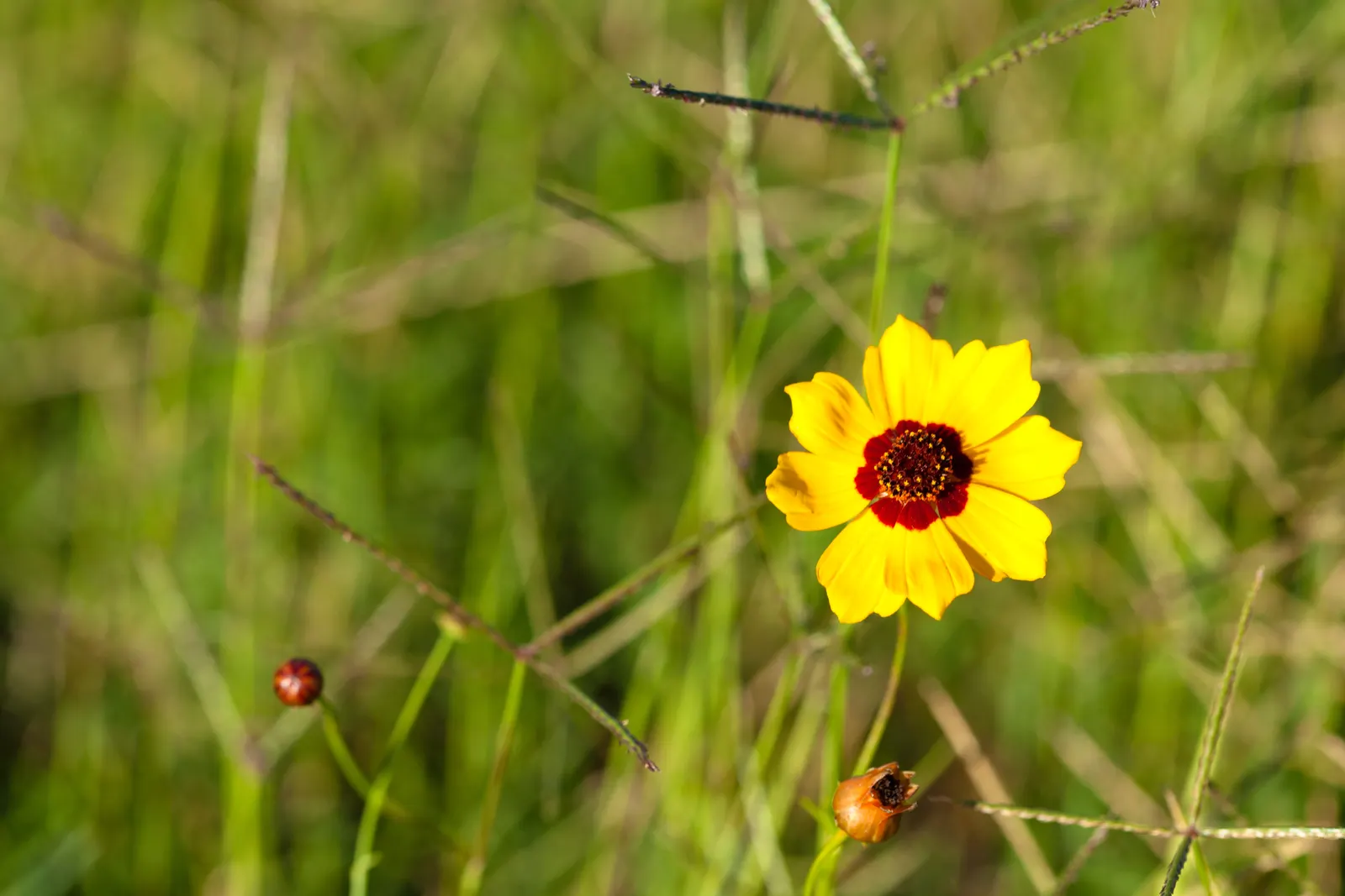 Fern-leaved Beggarticks (Bidens Ferulifolia) — Hardy and drought-resistant, it grows to a height of 12-18 inches with a spread of 18-24 inches, image 80