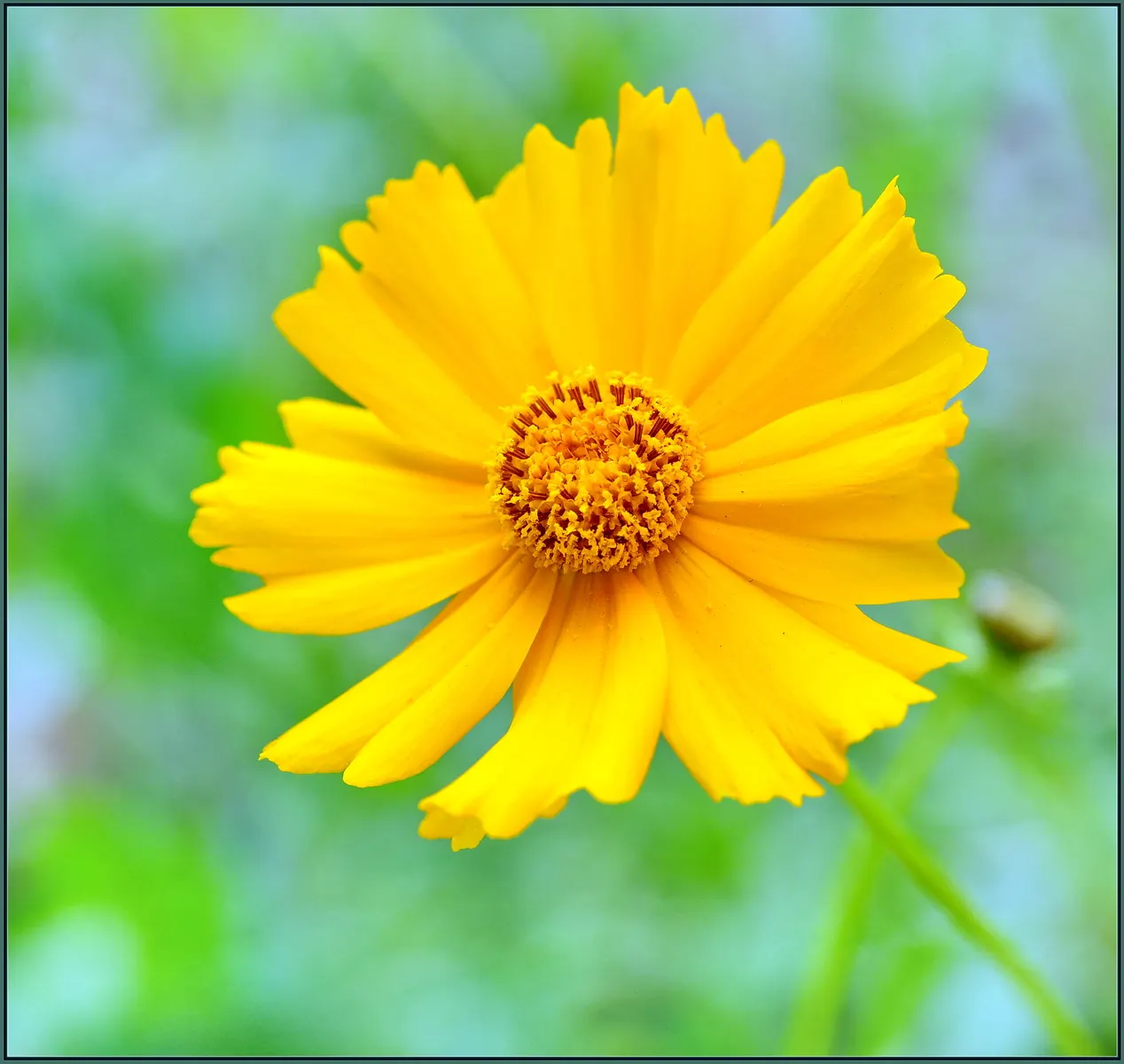 Fern-leaved Beggarticks (Bidens Ferulifolia) — daisy-like flowers spanning 1-2 inches across; <br><br>Tickseed prefers well-drained soil and is, image 53