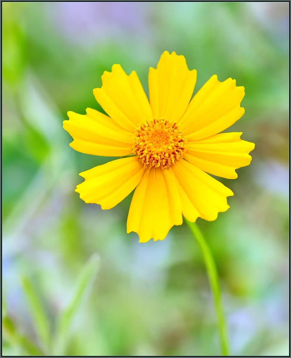 Fern-leaved Beggarticks (Bidens Ferulifolia) — This low-maintenance plant attracts butterflies and is ideal for adding color to rock gardens and containers
