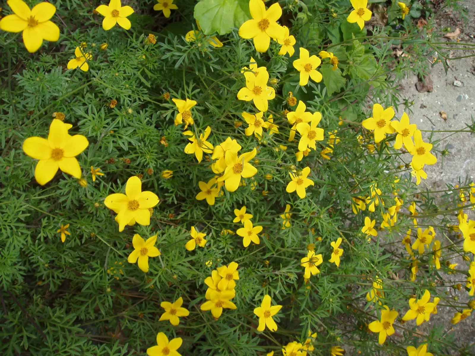 Fern-leaved Beggarticks (Bidens Ferulifolia) — This low-maintenance plant attracts butterflies and is ideal for adding color to rock gardens and, image 31