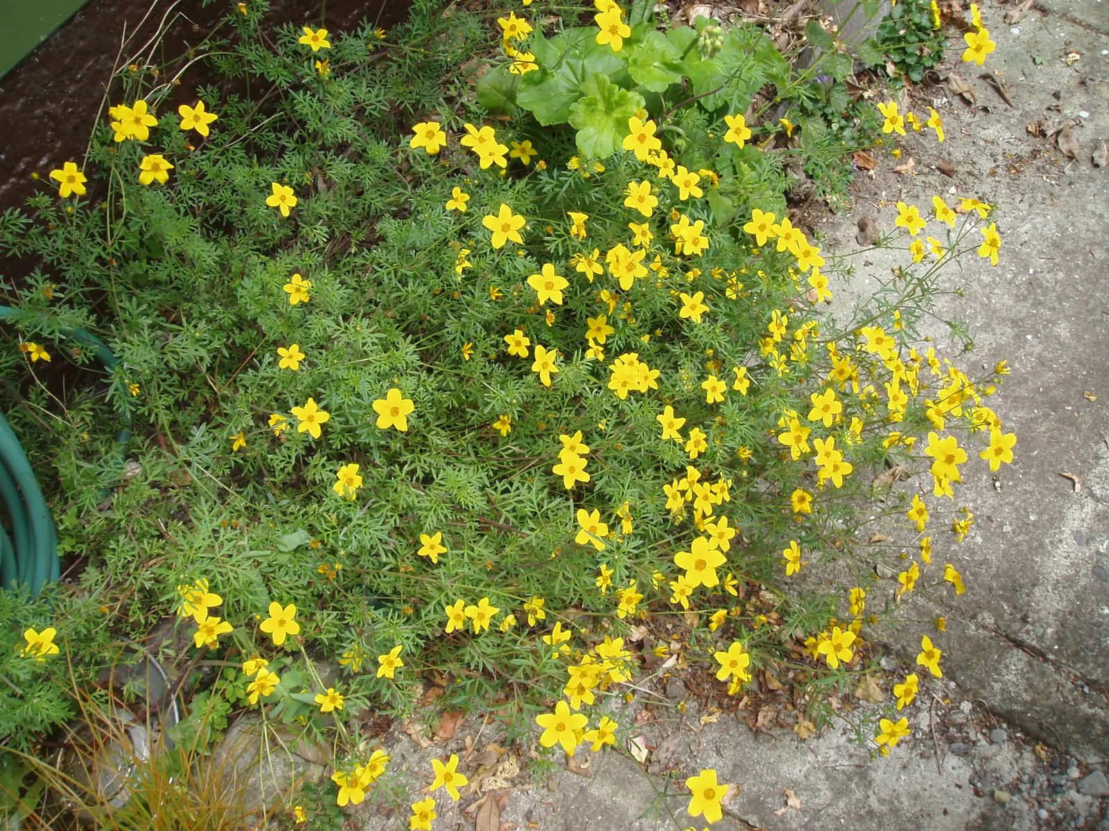 Fern-leaved Beggarticks (Bidens Ferulifolia) — Minimal upkeep is required