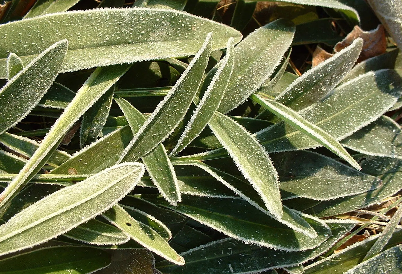 Fern-leaved Beggarticks (Bidens Ferulifolia) — which makes it versatile across a range of climatic conditions.<br><br>Characterised by dainty; perennial with