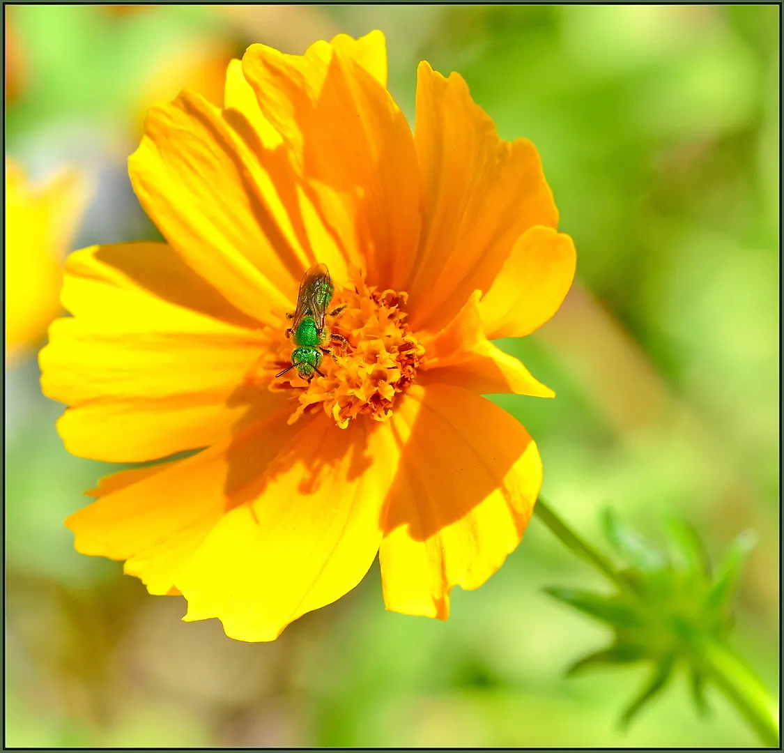 Fern-leaved Beggarticks (Bidens Ferulifolia) — This low-maintenance plant attracts butterflies and is ideal for adding color to rock gardens and, image 81