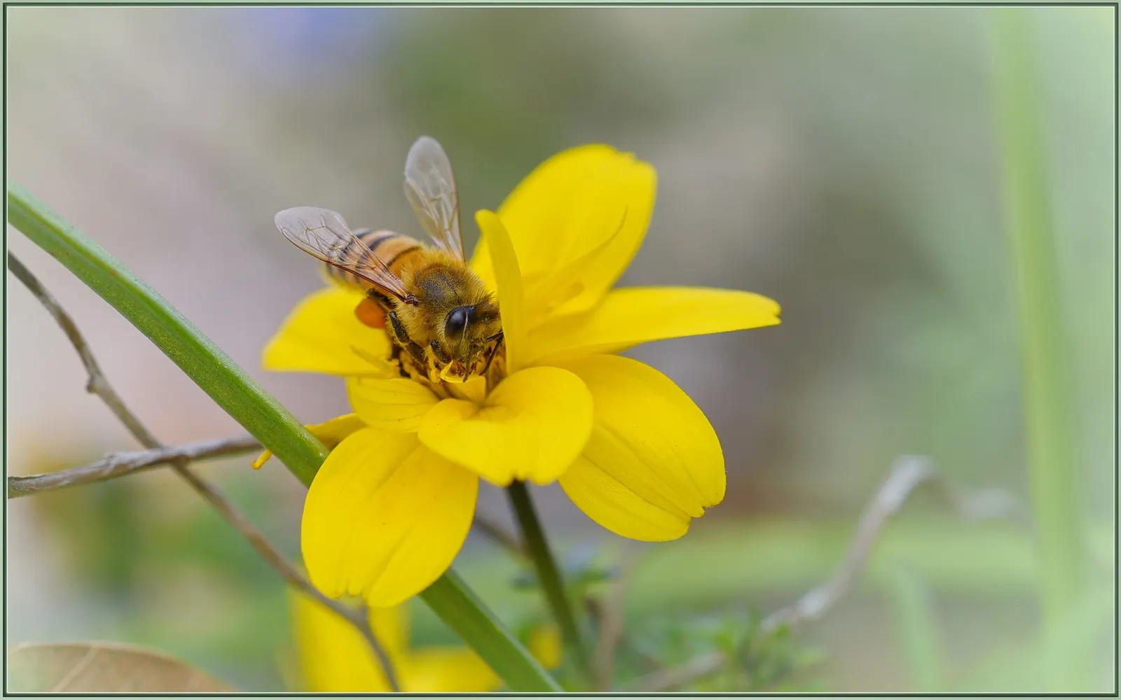 Fern-leaved Beggarticks (Bidens Ferulifolia) — Each flower measures approximately 1 to 1.5 inches across